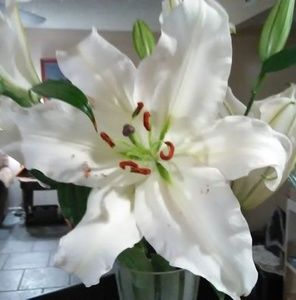 Meet your Posher, Karolyn